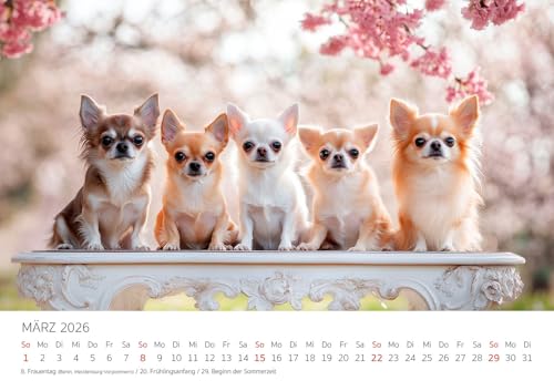 Edition Seidel Premium Kalender Wau Ein Jahr Mit Chihuahua 2026 Format DIN A3 Wandkalender Tiere Welpe Rüde Hündin Haustier Mode Lifestyle Zuhause Melanie Viola
