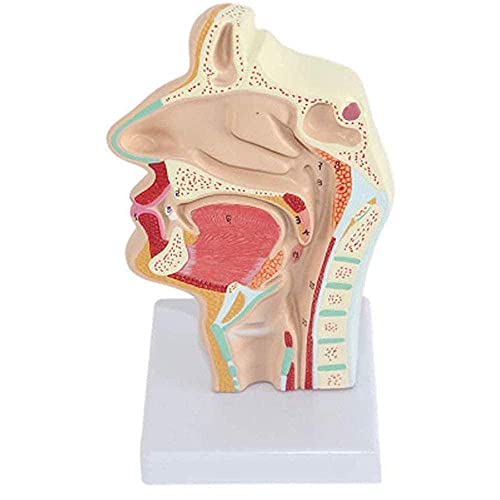 Assemblage Modèle de cavité nasale anatomique humaine Gorge humaine Montres orales Modèle d'anatomie de la gorge pour l'affichage d'études en classe de sciences Enseignement pour l'école, Éducation po Cover