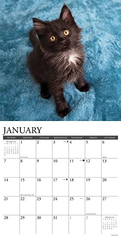Just Black Kittens 2024 12 X 12 Wall Calendar
