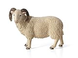White Face Curly Horn Sheep (Ram) by Mojo