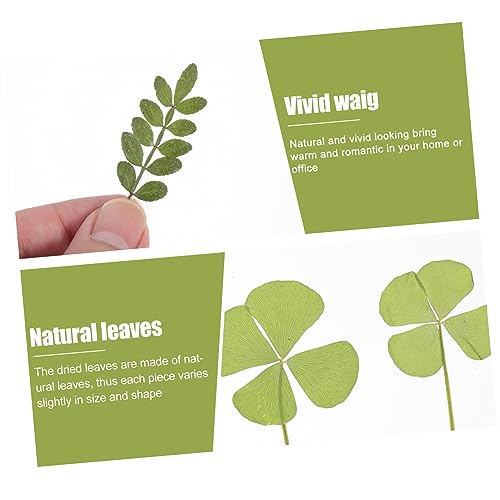TEHAUX 3 Peças 1 Material De Gravação De Flores Secas DIY Folhas Secas Artesanato DIY Folhas Reais F