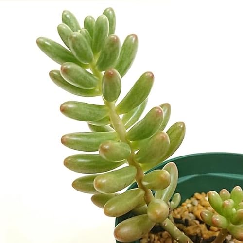 A Z_ I[ Jbgɏc 摜菬Ȃ܂ orora001