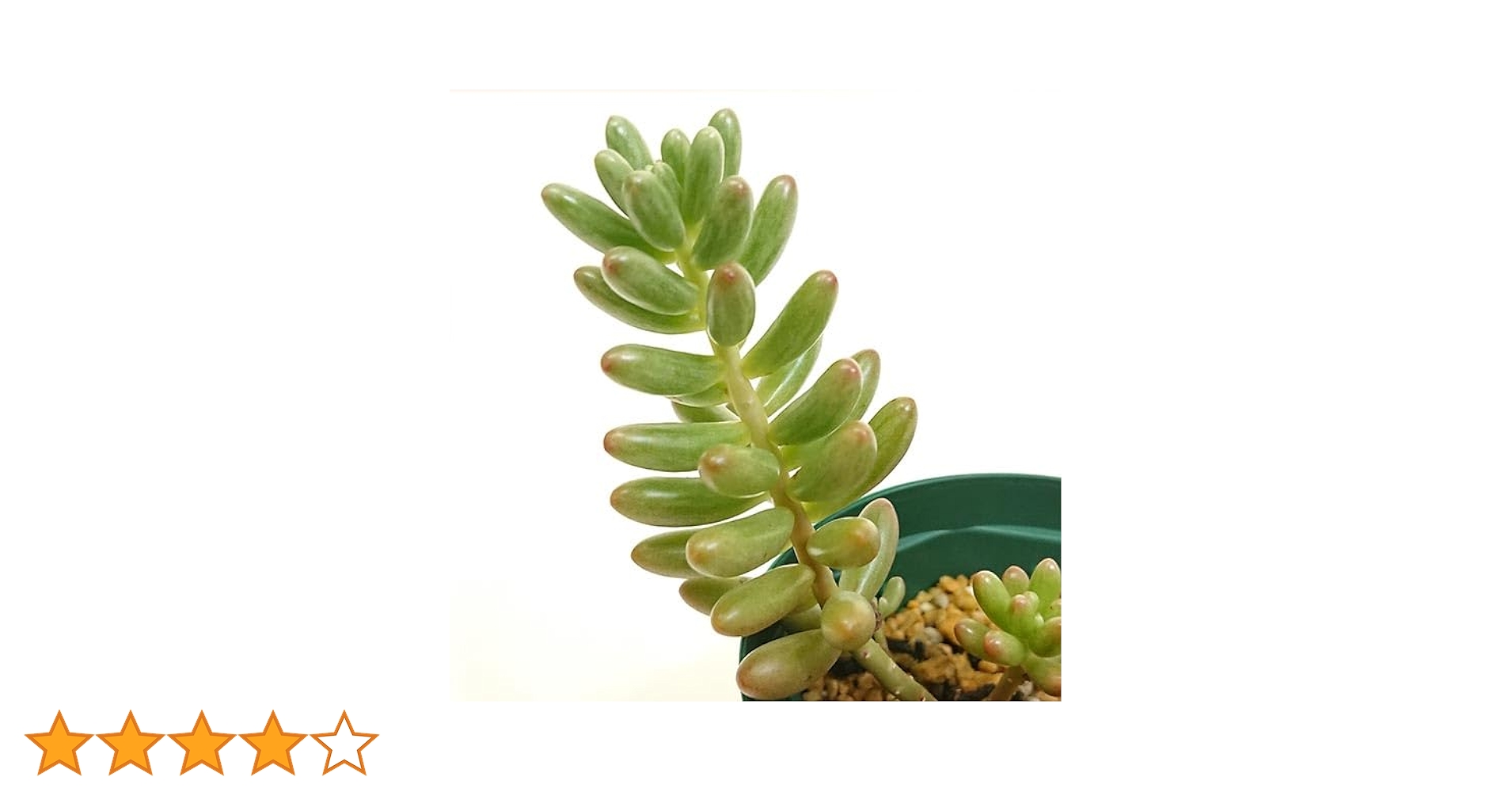 【6カット】セダム『オーロラ』多肉植物　根なし　お試しに♡ 1.5〜2㌢程 6カット】セダム『オーロラ』多肉植物 根なし お試しに♡ 1.5〜2㌢