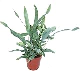 Phlebodium Blue Star: Planta Natural de Exterior, Resistente y Decorativa