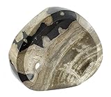 Geschliffene und polierte Schale aus Fossilen Holz / versteinertem Holz