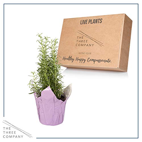The Three Company Live Aromatic 6\" Rosemary in Decorative Pot Cover Size, Healthy Display Item