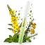 Mullein 1|pack