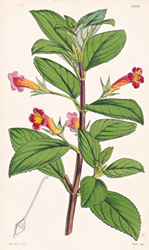 Gesneria Pardina. Leopard-spotted Gesneria. Tab. 4348 - Brasil Brazil Brasilien / Pflanze Planzen plant plants / flower flowers Blume Blumen / botanical Botanik botany / aus 