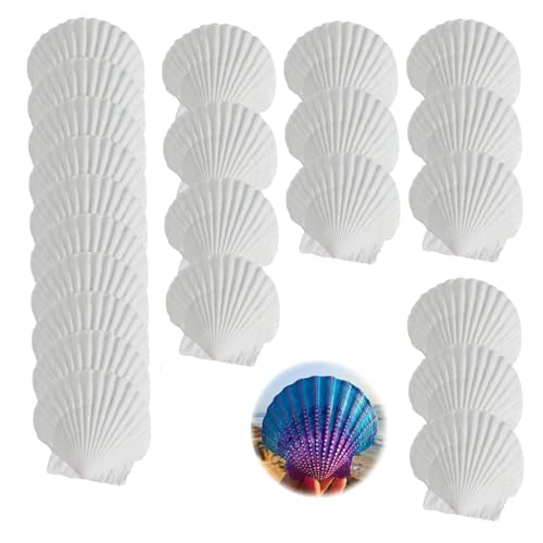 DINGFENG 25 Conchas Blancas Naturales - Conchas Decorativas (5-7 Cm), Las Vieiras Grandes Se Pueden Usar para Pintar, Hacer Arte, Adornos De Feng Shui, Bodas Y Decoraciones Costeras Conchas De Mar