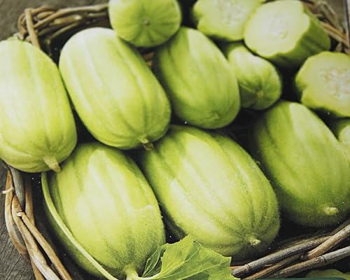 15 Samen Melonengurke Carosello Barese Melonen Gurke Gurkensamen