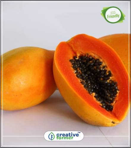 Preisvergleich Produktbild FERRY Hohe Wachstum Seeds Nicht NUR Pflanzen: Seed (1 pro Paket)