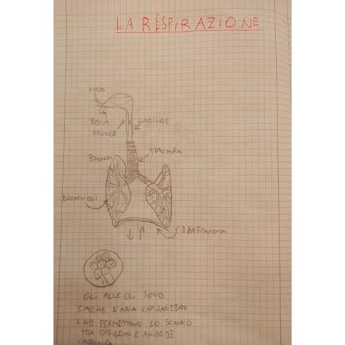 L'APPARATO RESPIRATORIO