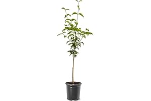 Cherokee Brave Dogwood Tree: Majestic Pink Blooms, Lush Foliage