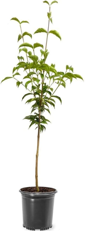 Generic Cherokee Brave Dogwood Tree, Deciduous, Pink Flowering, Lush Green Foliage, Ornamental Value, 1 gal, Nursery Pot (Due to Agricultural Laws, we Cannot Ship to CA, AZ, AK, or HI)