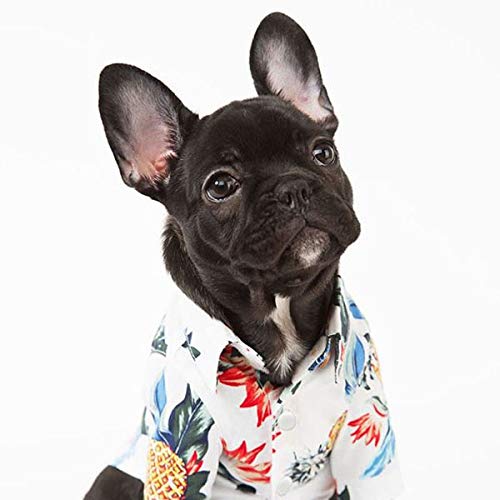 }bNXybg yz  AnVc 킢  a Mtg v[g s U o  nC T[tB r[` C ALOHA (XL zCg )