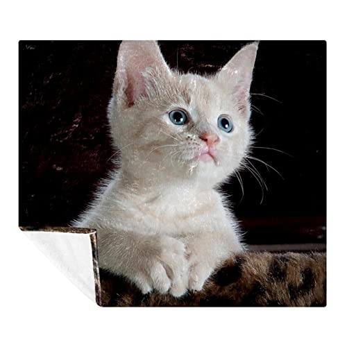 Couverture en peluche chaton blanc : plaid microfibre doux TBOUOBT - 2