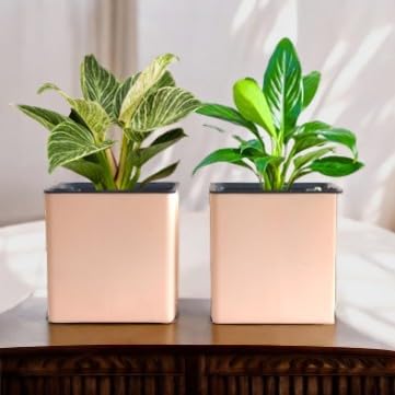 Image of Indian Discovery Self Watering Tabletop Planter| Flower Pots for Home, Terrace, Balcony, Vertical Garden Decor Flower Pots(1 PC, Peach, Square) |6 Inch UV-Resistant Plastic Plant Pots