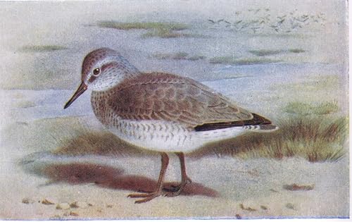 Cuadro famosa pintura Archibald Thorburn para acabar con las paredes blancas y vacías