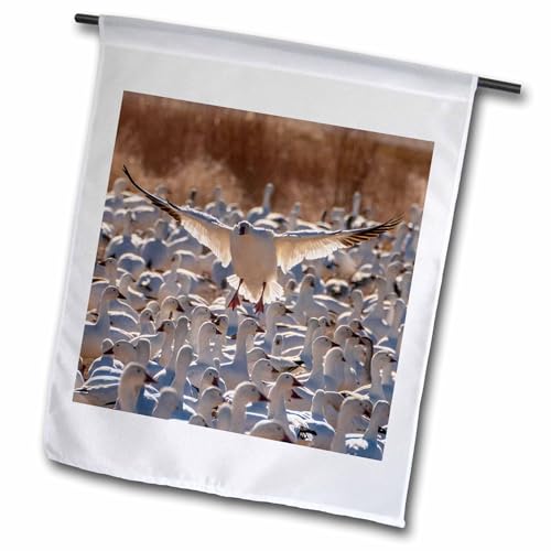 3dRose USA, New Mexico,Wildlife Refuge. Snow goose landing in flock