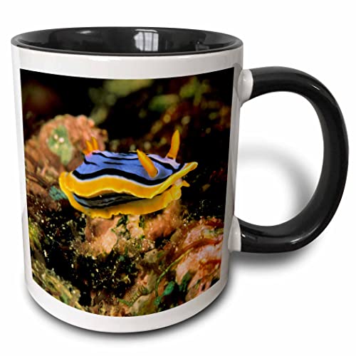 3dRose Close up of Nudibranch, Marine Life - NA02 MWT0008 - Michele Westmorland 11oz Two-Tone Black Mug