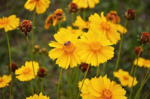 Semi-Dwarf Plains Yellow Coreopsis Flower Seeds For Planting,1500+ Seeds Per Packet, (Isla's Garden Seeds), Non Gmo & Heirloom Seeds, Scientific Name: Coreopsis Verticillata, Great Home Garden Gift #TOP2