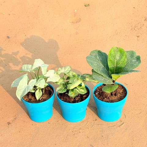 Best Nursery Set of 3 - Syngonium White, Syngonium Yammi & Fiddle Leaf Fig/Ficus Lyrata in 4 Inch English Blue Premium Daisy Plastic Planter-image-5