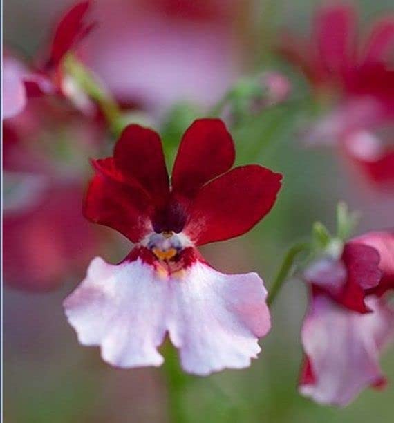 Radha Krishna Agriculture®️ Imported Nemesia Red And White Flower Seeds For Home And Kitchen Gardening ( Pack Of 40 To 60 Seeds ) (B0BFNWVTT5) Amazon Price History, Amazon Price Tracker