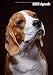 2020 Agenda: Beagle | Chiot ou Chien | 139 Pages | 12 Mois | Format A4 | Agenda | Journalier | Planificateur | Semainier Simple | Calendrier | Organizer