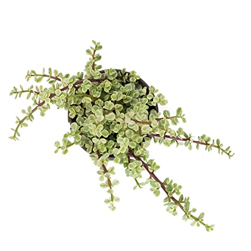 Variegated Portulacaria Afra Live Plants Indoor Plants, Succulents Plants Live Hanging Plants, Hanging Planter Basket Succulent Gift, Live Succulents Plants Live Houseplants By Plants For Pets #TOP3