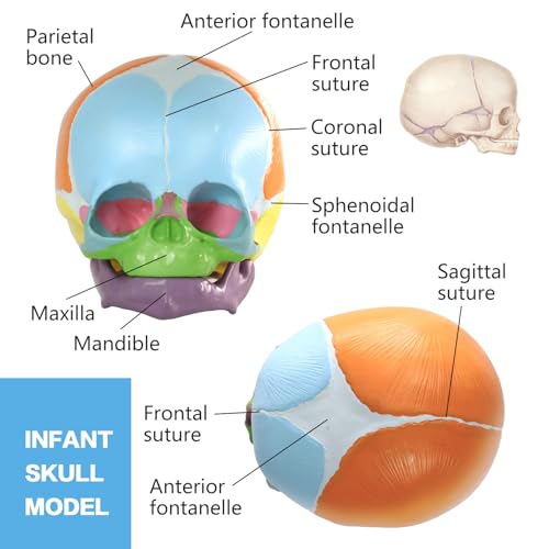 HADWYN 2026 New Life Size Human Infant Skull Model,Anatomy Fetus Brain Head,Baby Skull Model for Medical Teaching Learning, Learning Education Display Tool, Hand Painted