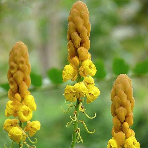 Plant World Seeds Senna Alata Seeds (Tree & Shrub Seeds) Amazon.co.uk Garden