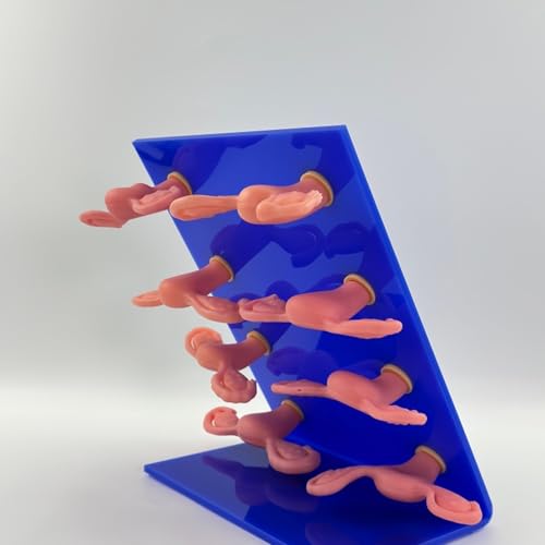 Modelo de útero enfermo realista para estudio de trastornos 3