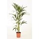 Kentia-Palme Howea forsteriana 140-150 cm Pflegeleichte Zimmerpflanze