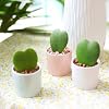 Hoya Kerrii Heart 2" Grower Pot - Sweetheart or Valentine Hoya - Heart Shaped Leaf Houseplant - Live Healthy Houseplant for Home Office Decoration