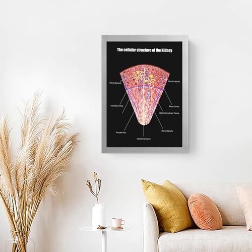 Image of Taanfu Body Educational Learning Anatomy Posters ，cellular structure Art Kidney Villi Anatomy Art Poster Digestive System Organs Illustration Small Intestine Physiology Anatomy Wall Art Villi