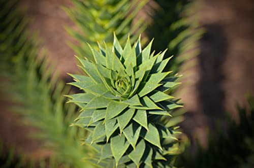 Chilean Monkey Puzzle | Medium Tree Seedling | The Jonsteen Company #TOP7