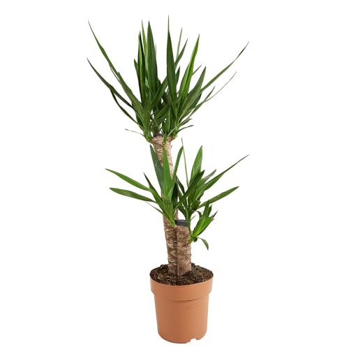Bloomique - Yucca Elephantipes - Yucca Palme - Palmlilie - Zimmerpflanzen - Pflegeleicht - Luftreinigend - Höhe 80-100 cm - Topf 21 cm