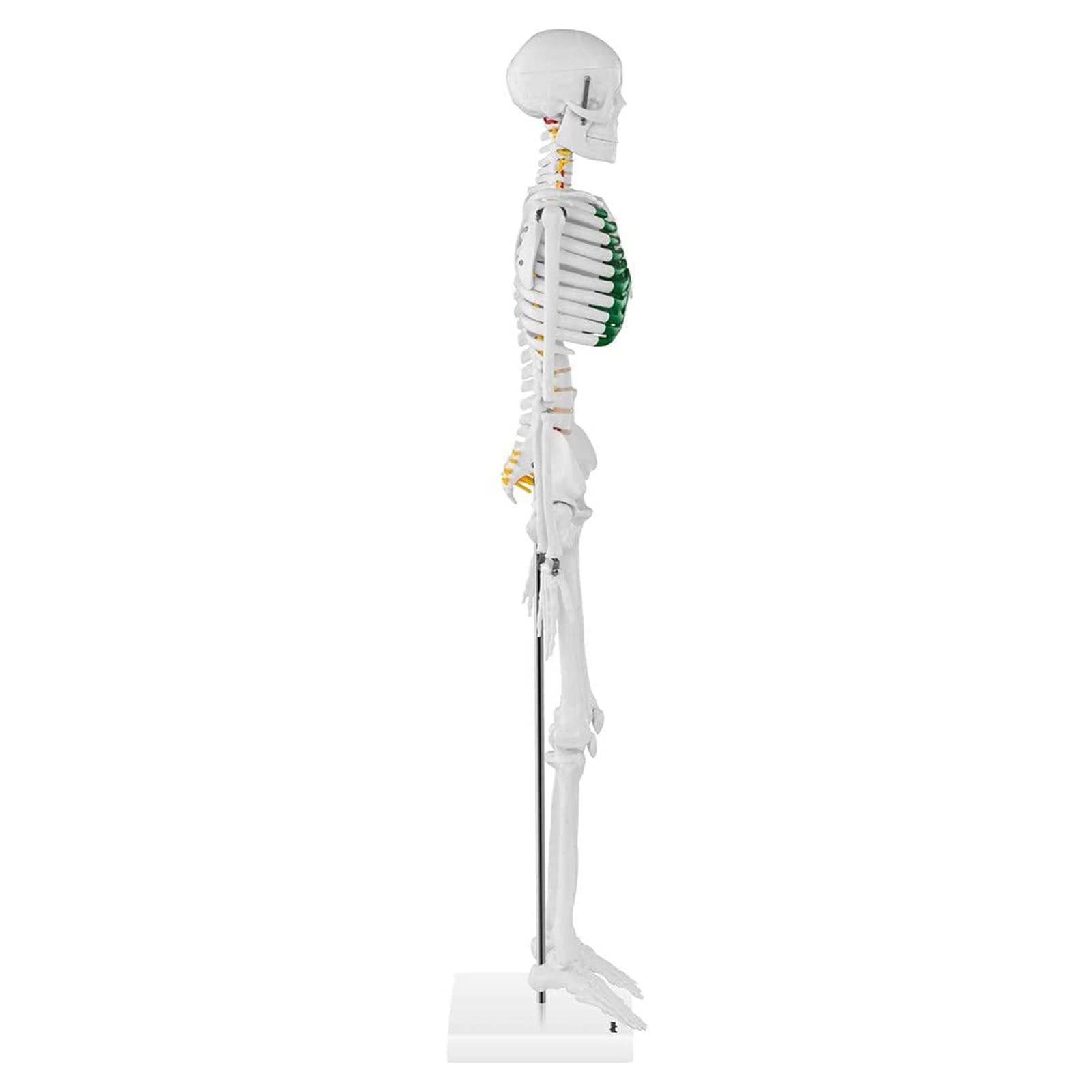 Model szkieletu człowieka, mini reprodukcja anatomii elementarnej 85 cm Model anatomiczny szkieletu człowieka do nauczania medycznego (PVC, z prętem nośnym, chrząstka w kolorze zielonym)