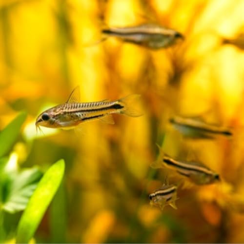 Swimming Creatures Live Corydoras Catfish Peaceful Freshwater Bottom Dweller for Community & Planted Aquariums (6 PYGMY CORYDORAS)