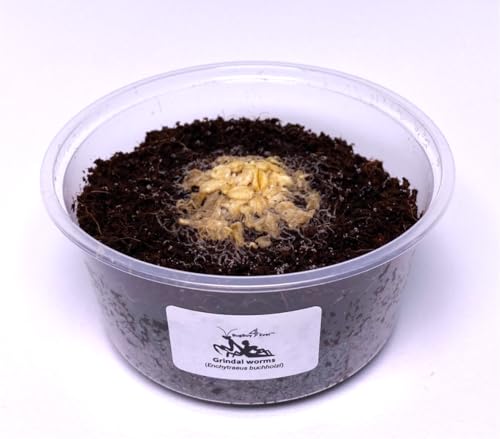 BugBoy4Ever Grindal Worms (Enchytraeus buchholzi) &ndash; Live Starter Culture for Feeding Fish...