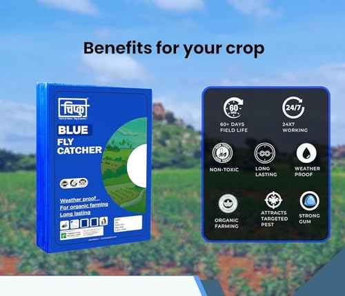 Piège à insectes pour aleurodes et thrips 100% glu - 5