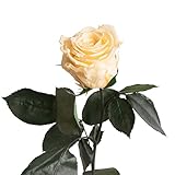 ROSEMARIE SCHULZ Heidelberg