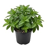 Live Spearmint Mint Plants Fragrant Mint Bush Garden Mints Plants 4-7 Inch Tall in 3.5 Inch Pot