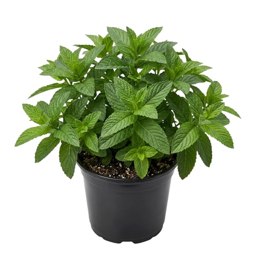 Mint 'Spearmint' - Live Plant