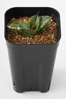 Dennis015 白犀牛 訳あり Amazon|アガベ チタノタ 白犀牛/Agave titanota 'White Rhino