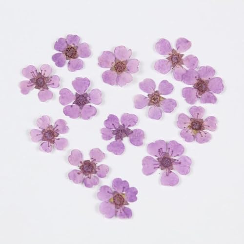 Accesorios de flores secas naturales para arte en uñas, 20 piezas miniatura 5