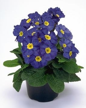 Primula Crescendo Blue 500 Seeds