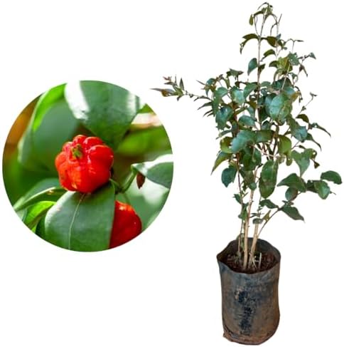 Muda De Pitanga Vermelha - Prestes A Produzir