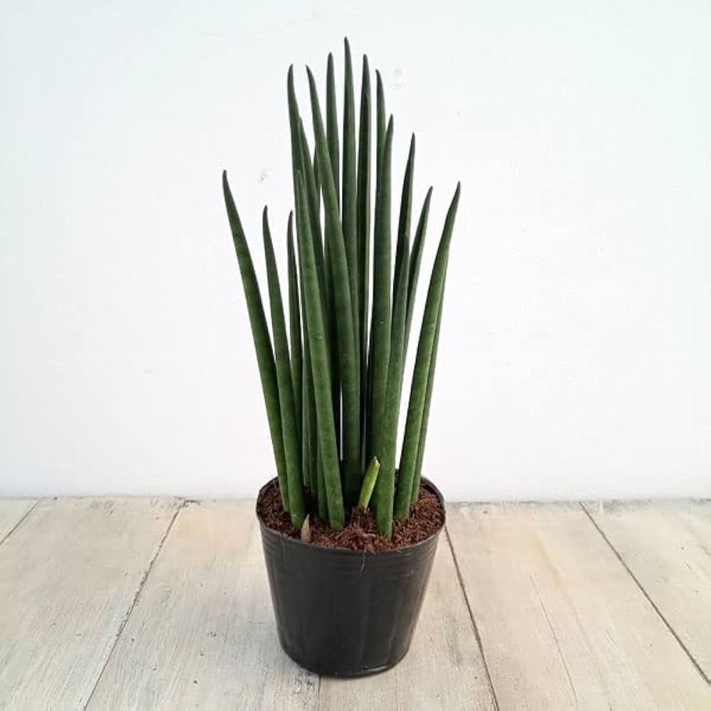 Amazon｜サンセベリア：バキュラリス 2.5号ポット[観葉植物
