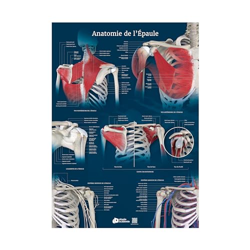 Anatomie de l'Épaule poster en PVC premium de 5 mm pour cabinet de kinésithérapie